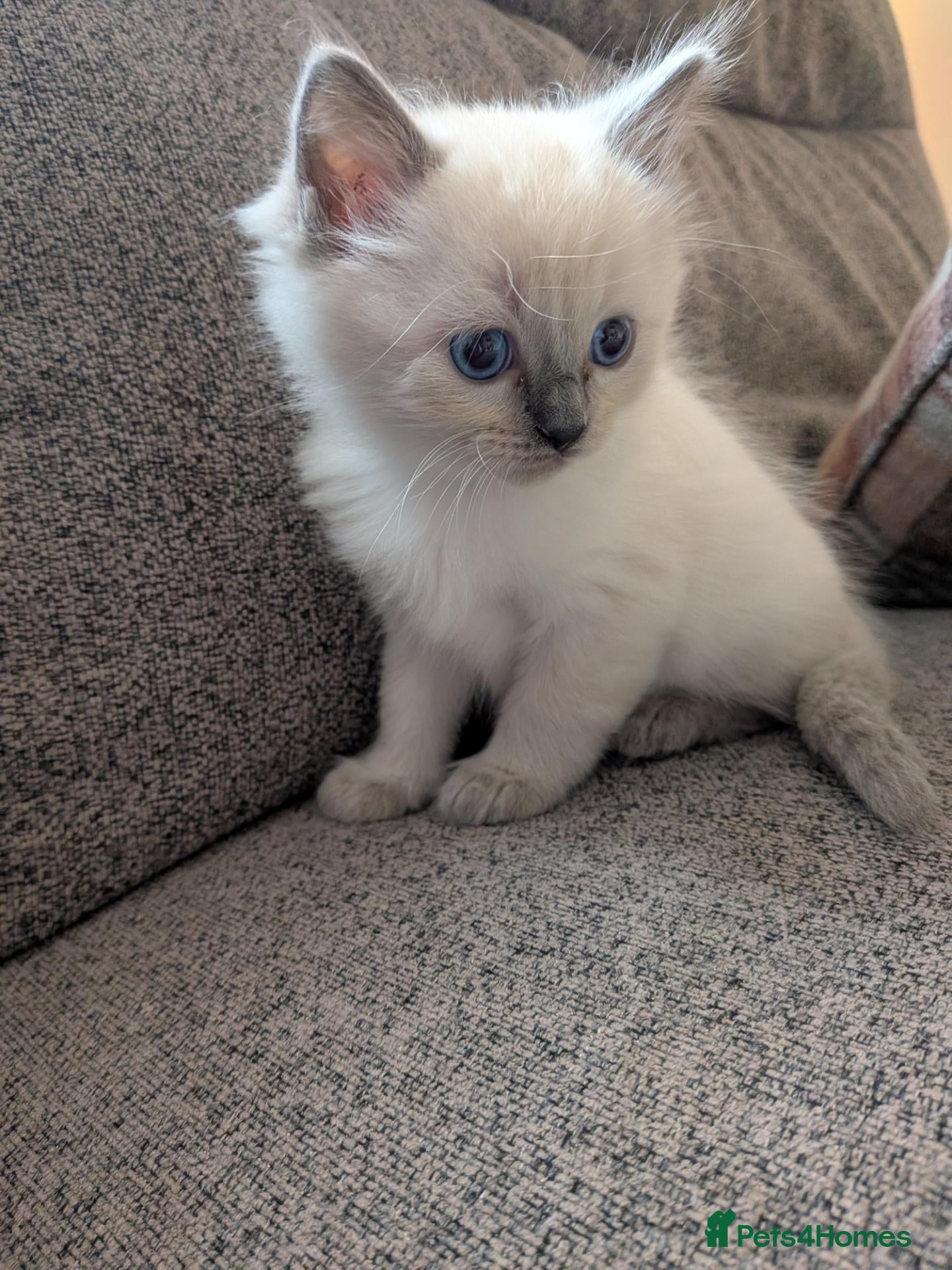 Ragdoll cats ⭐ 3 beautiful ragdolls left 2 🩵 1 female 💜  - Advert 12