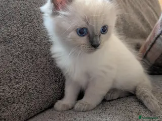 Ragdoll cats ⭐ 3 beautiful ragdolls left 2 🩵 1 female 💜 - Advert 12