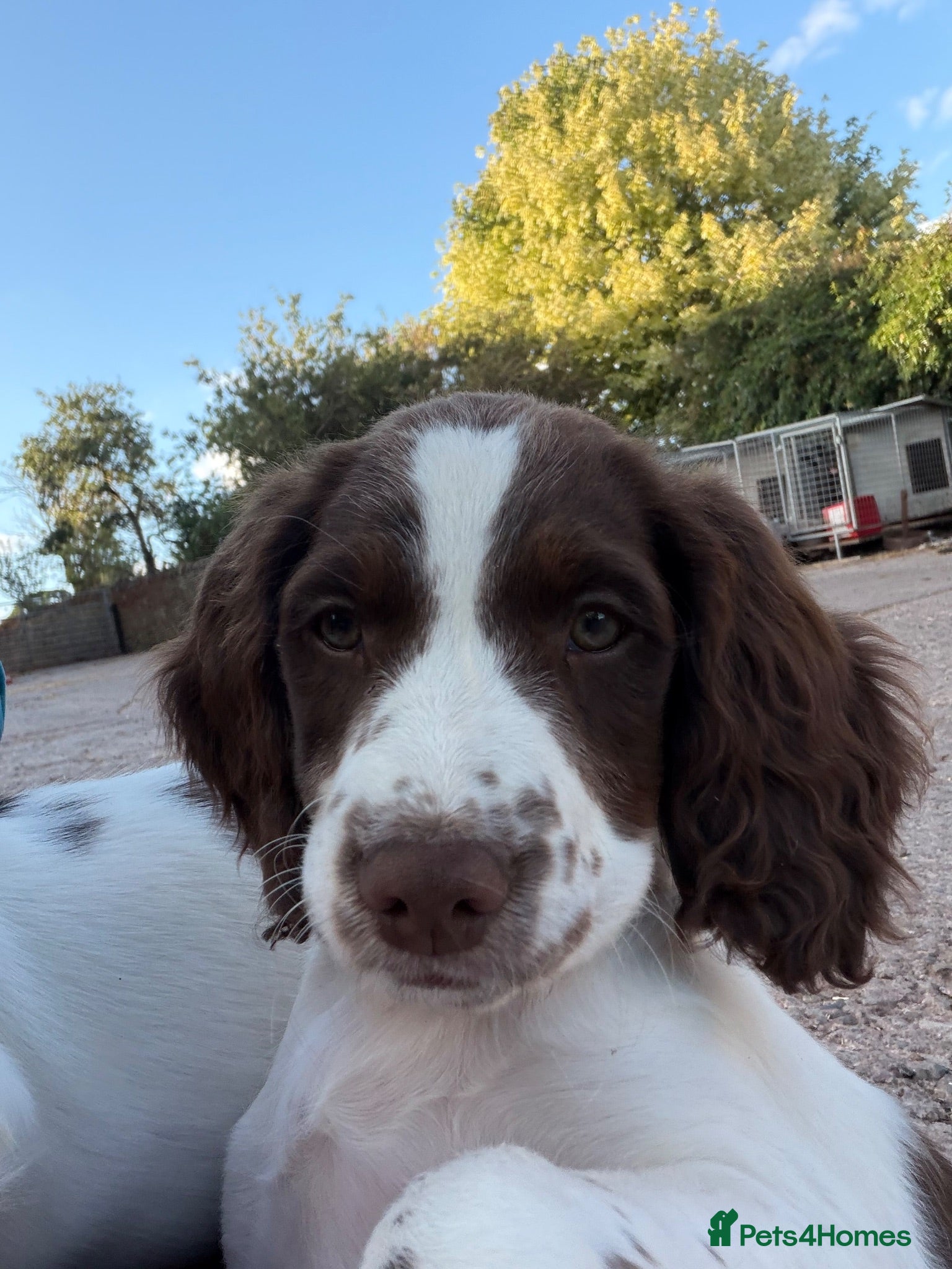 English Springer Spaniel dogs Springer spaniel pups,Docked tails by a vet  - Advert 2