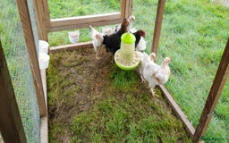 Chickens poultry for sale: Chicken  in Wigton - Image 4