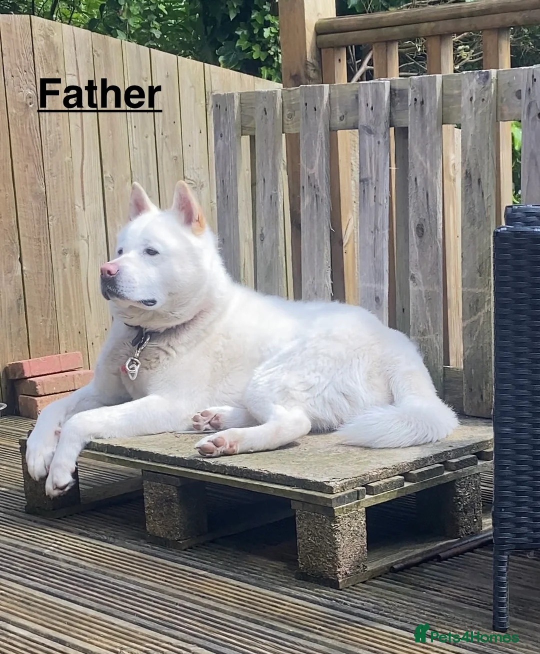 Japanese Akita Inu dogs for sale: Beautiful Japanese Akita Puppies 3 Stunning girls - Advert 7