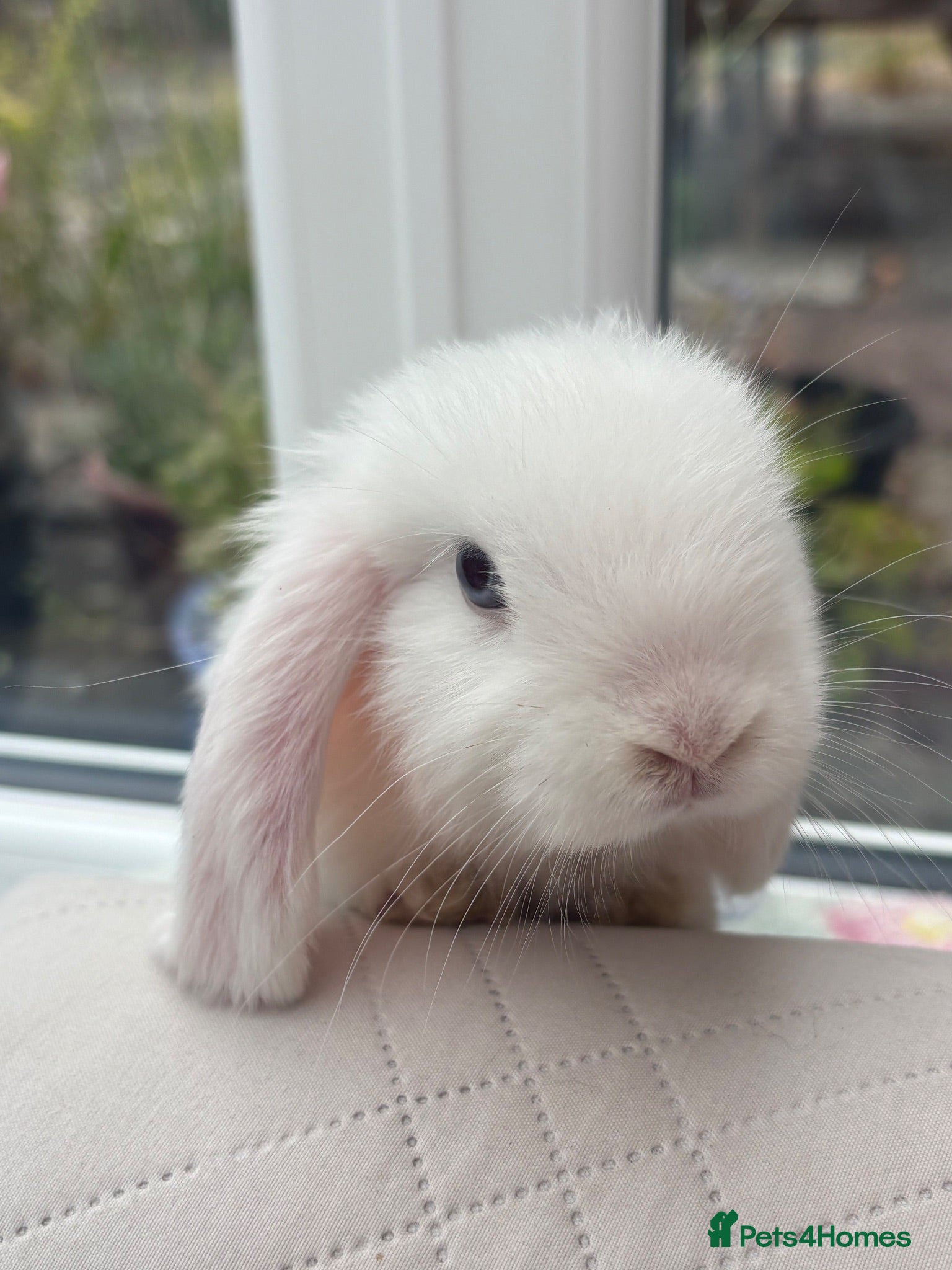 Mini Lop rabbits Mini lops-raised indoors  - Advert 2