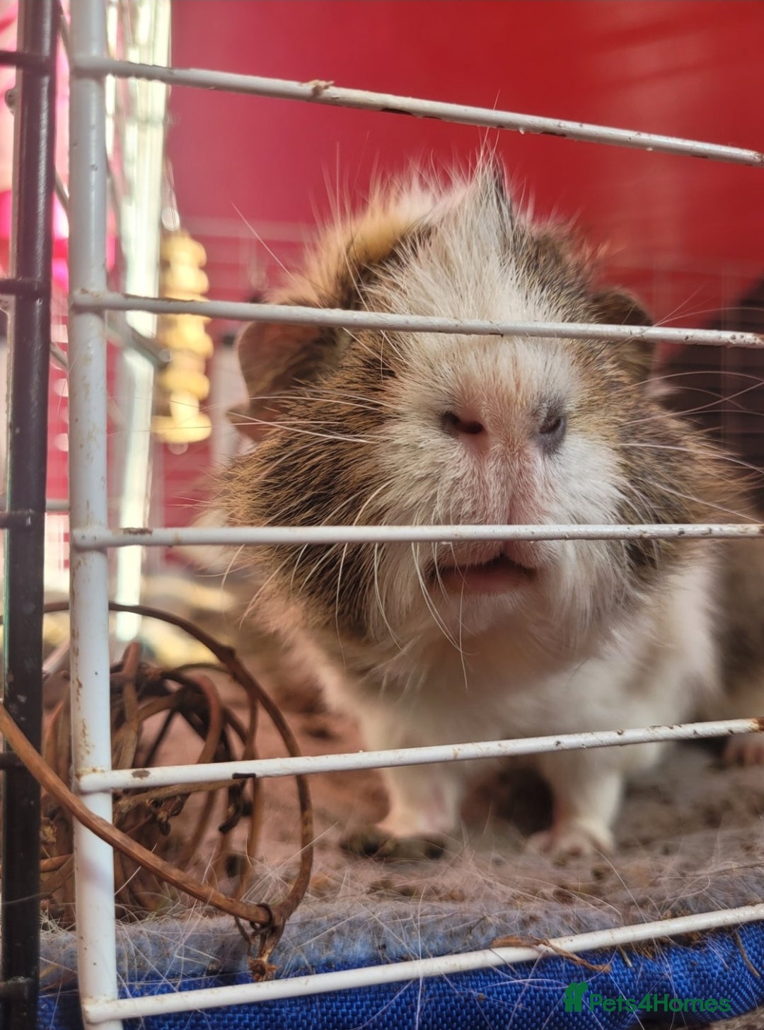 Guinea Pig rodents for sale: male guinea pigs - Advert 2