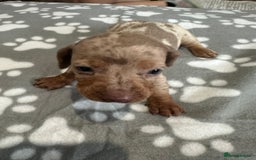 Dachshund dogs for sale: Beautiful dachshund pups  - Image 6