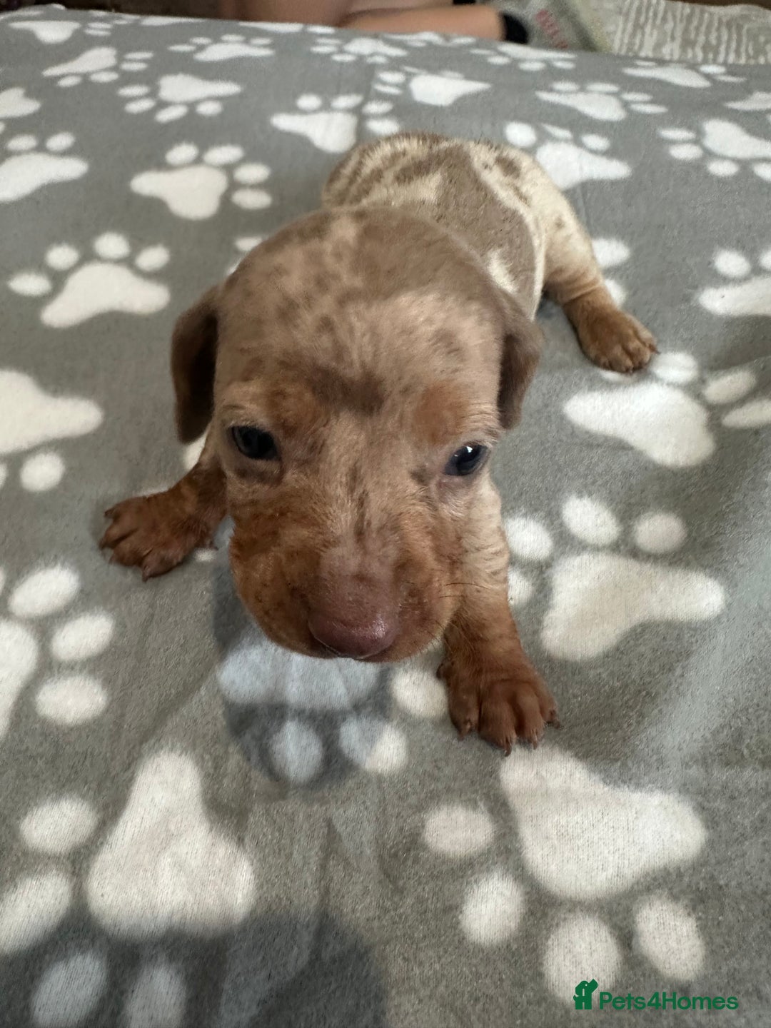 Dachshund dogs for sale: Beautiful dachshund pups  - Image 6