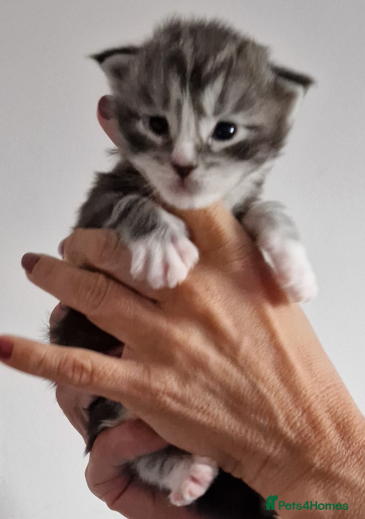 Maine Coon cats Pedigree XXL mainecoon kittens  - Advert 1