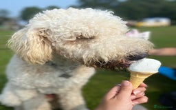 Labradoodle dogs for stud: Gentle and proven study dog Teddy - Image 3