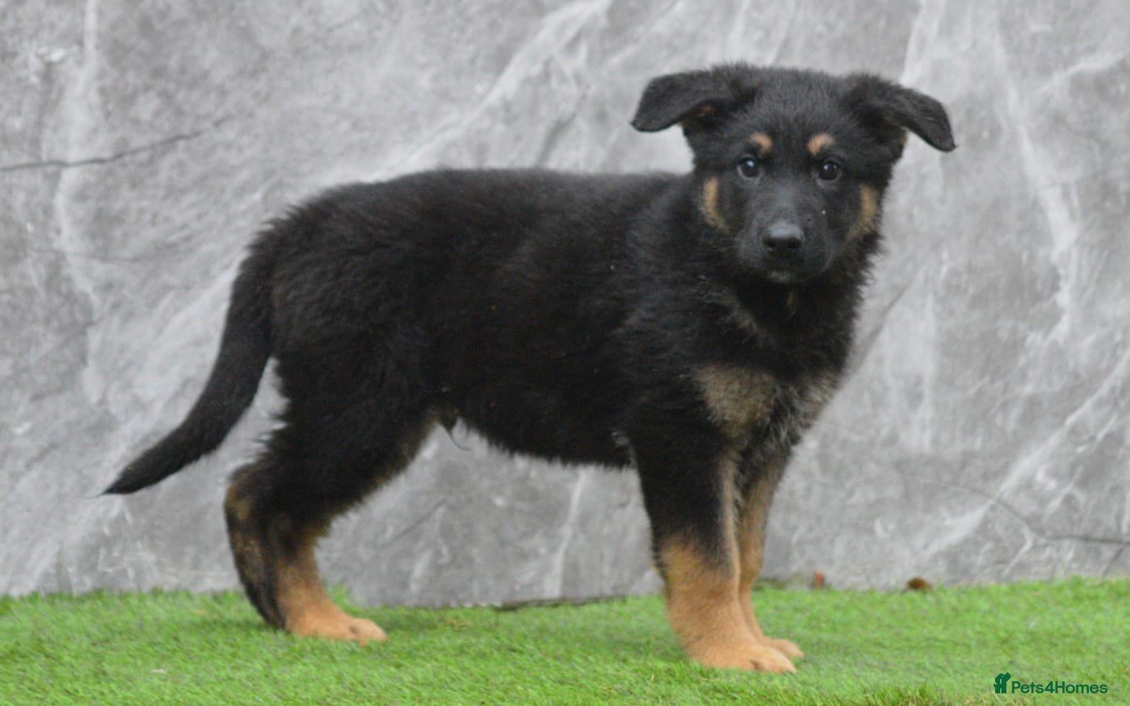 German Shepherd dogs KC Registered GSD Litter – 1 Male Available - Advert 3
