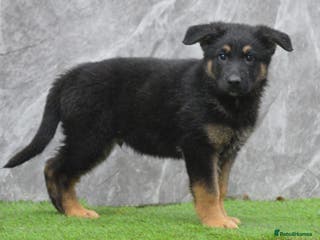 German Shepherd dogs KC Registered GSD Litter – 1 Male Available - Advert 1