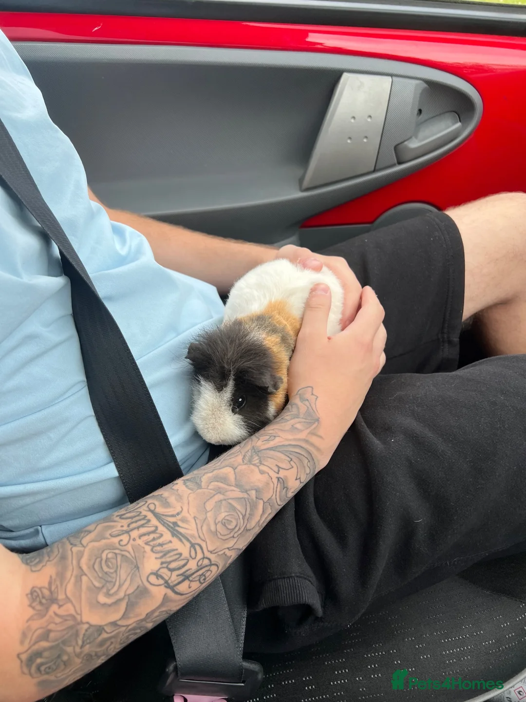 Guinea Pig rodents for sale: Cuddly boy  - Advert 2