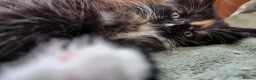 Norwegian Forest Cat cats for sale: Beautiful pedigree Norwegian Forest kittens  - Advert 7