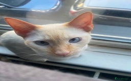 Sphynx cats for sale: Snow coated shpynx with sky blue eyes - Image 21