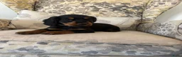 Cocker Spaniel dogs for sale: Fantastic Litter of Working Cocker Spaniels  - Advert 21
