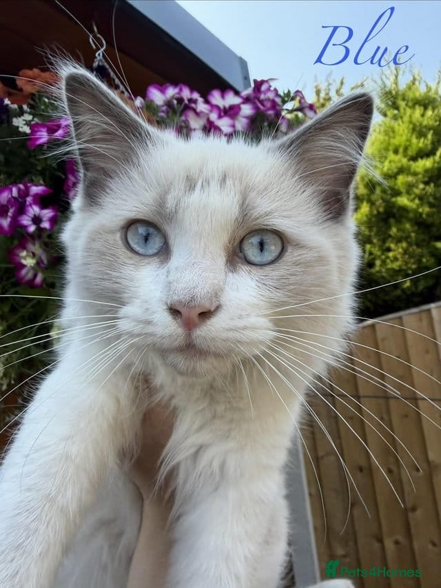 Ragdoll cats Ragdoll Kittens Ready For Forever Homes - Advert 1