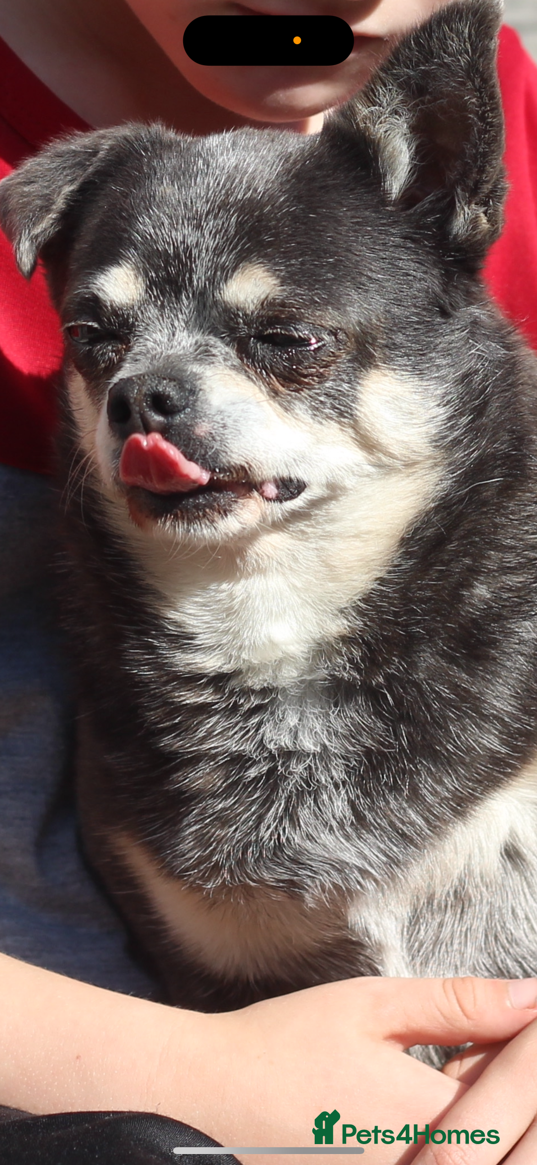 Chihuahua dogs for sale: Chihuahua - Adult - Image 4