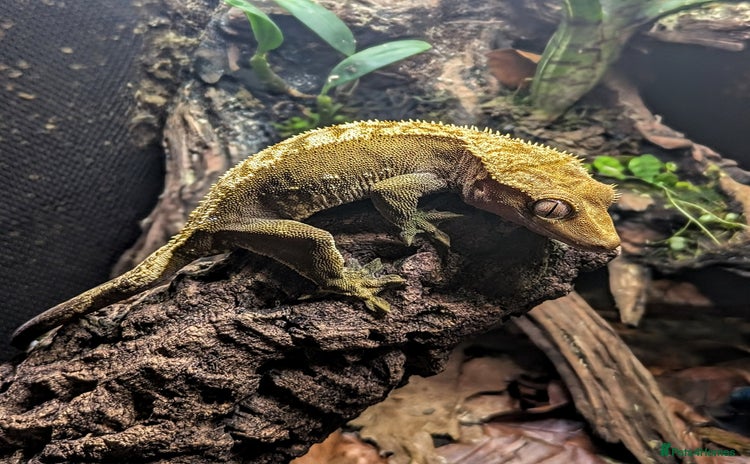 Gecko reptiles - Advert 7