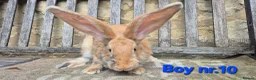 Continental Giant rabbits for sale: VACCINATED Pure Continental Giant  - Advert 19