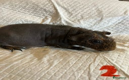 Guinea Pig rodents for sale: Well handled skinny pigs.  - Image 17