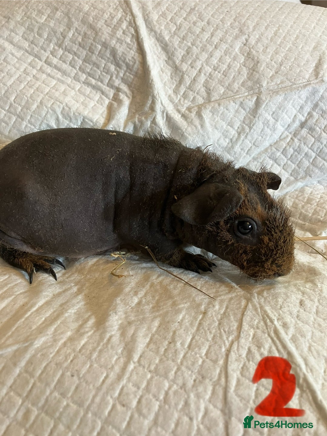 Guinea Pig rodents for sale: Well handled skinny pigs.  - Image 17