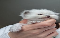 Ragdoll cats for sale: Pedigree ragdoll kittens  - Image 9