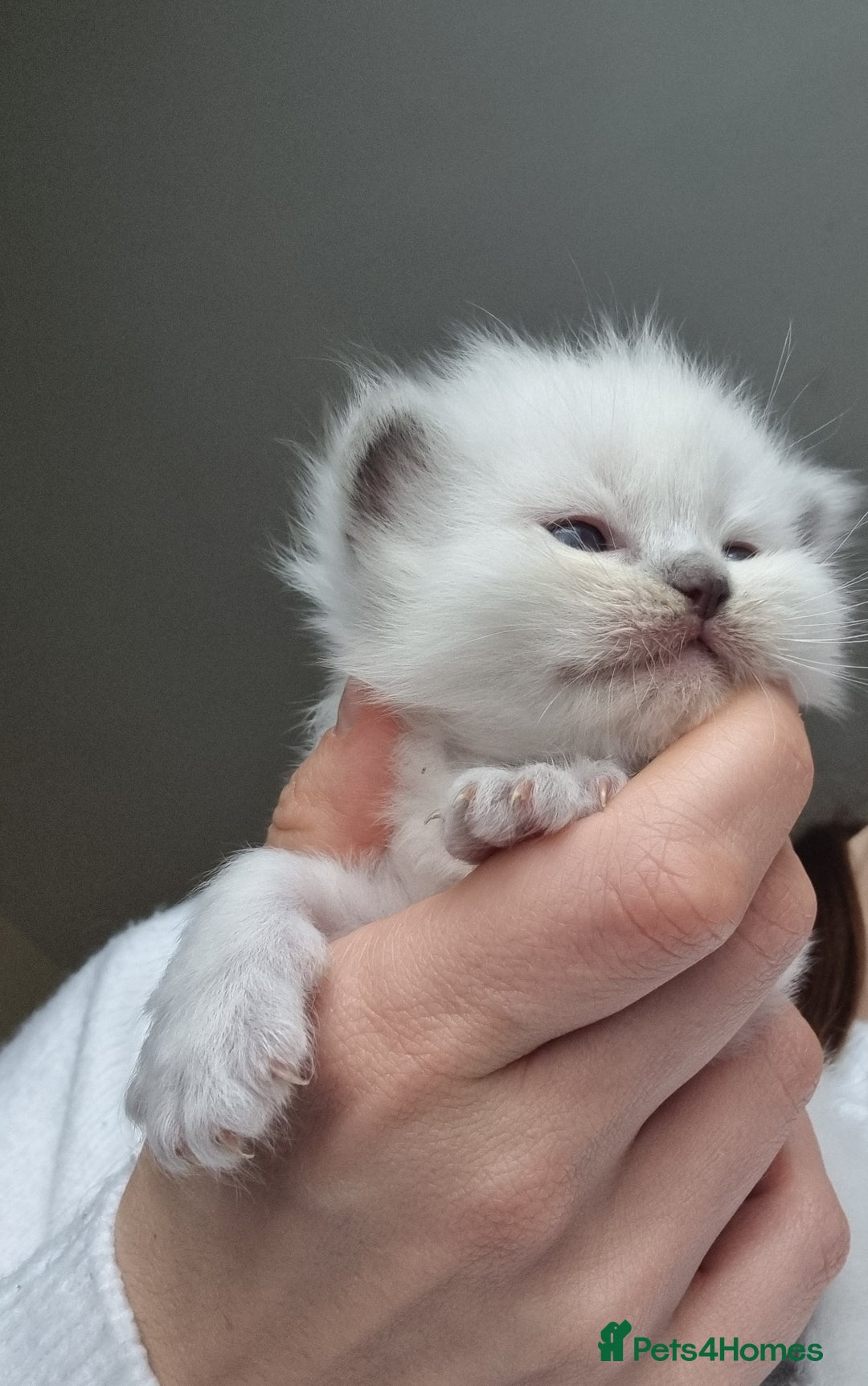 Ragdoll cats for sale: Pedigree ragdoll kittens  - Image 9