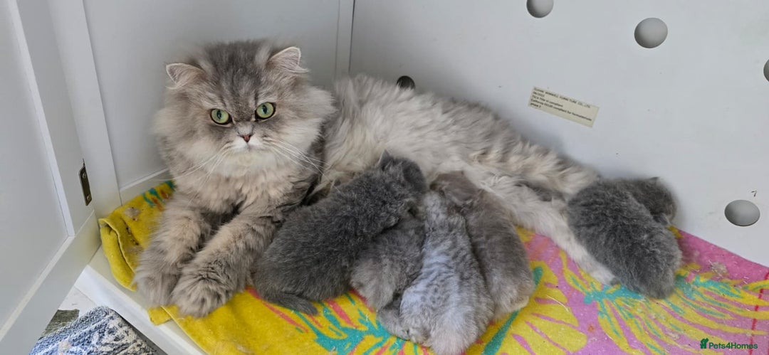 Persian cats for sale: Persian Chinchilla Kittens - Image 15