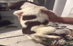 English Springer Spaniel dogs for sale: Beautiful Springer Spaniel working line - Advert 26