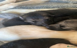 German Shepherd dogs for sale: Stunning litter of German shepherds  - Image 5