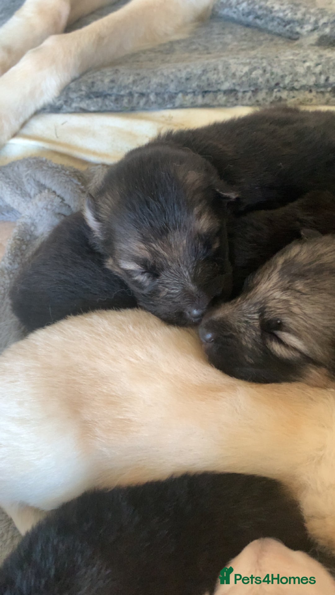 German Shepherd dogs for sale: Stunning litter of German shepherds  - Image 5