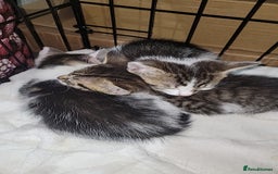 Mixed Breed cats for sale: Kittens ready for new homes  - Image 8