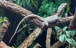 Lizard reptiles for sale: Male Frilled Dragon - Image 3