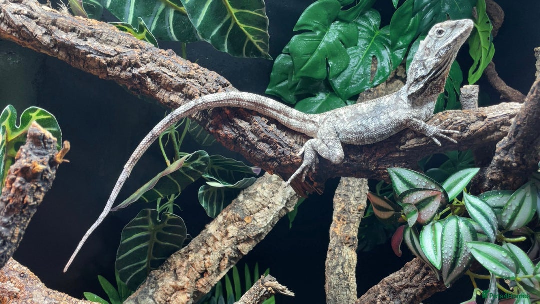 Lizard reptiles for sale: Male Frilled Dragon - Image 3