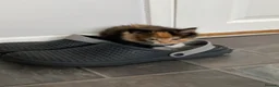 Mixed Breed cats for sale: Gorgeous kittens - Advert 8