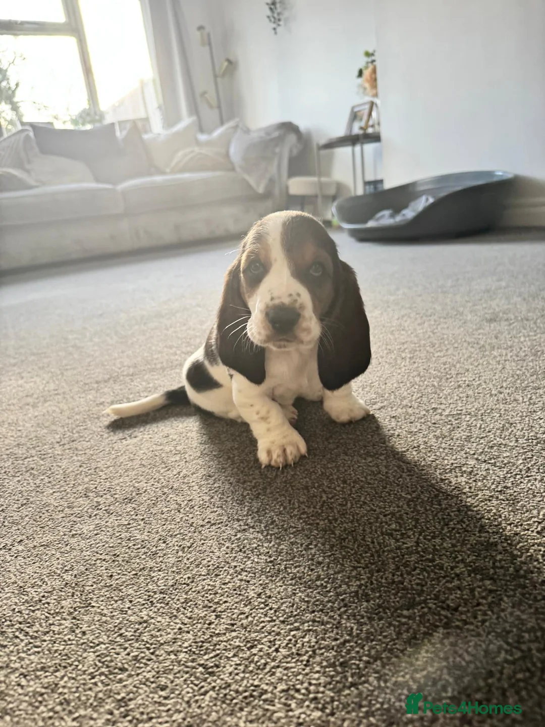 Basset Hound dogs for sale: One Beautiful Basset Hound Pup (Bertha) remaining. - Advert 8