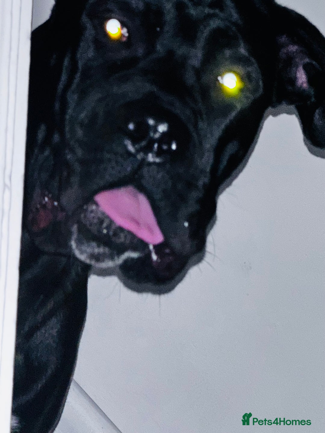 Cane Corso dogs for sale: For sale - Image 9
