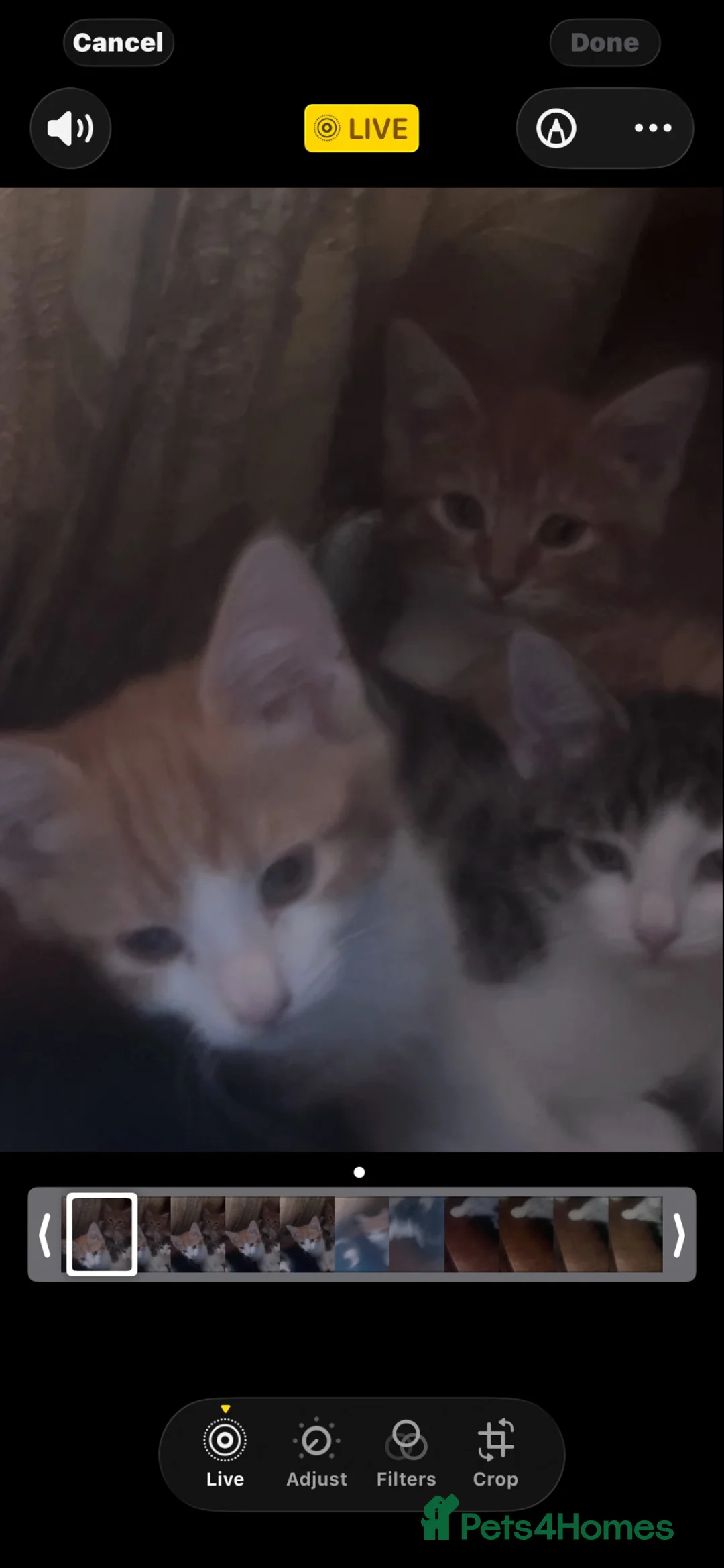 Mixed Breed cats for sale: 5 beautiful kittens  - Advert 2
