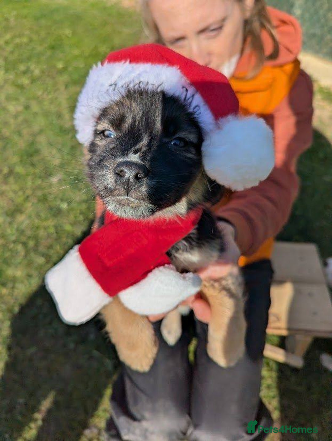 Mixed Breed dogs for adoption: Pocahontas for adoption - Advert 3