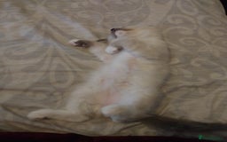 Ragdoll cats for sale: Male bluepoint ragdoll  - Image 4