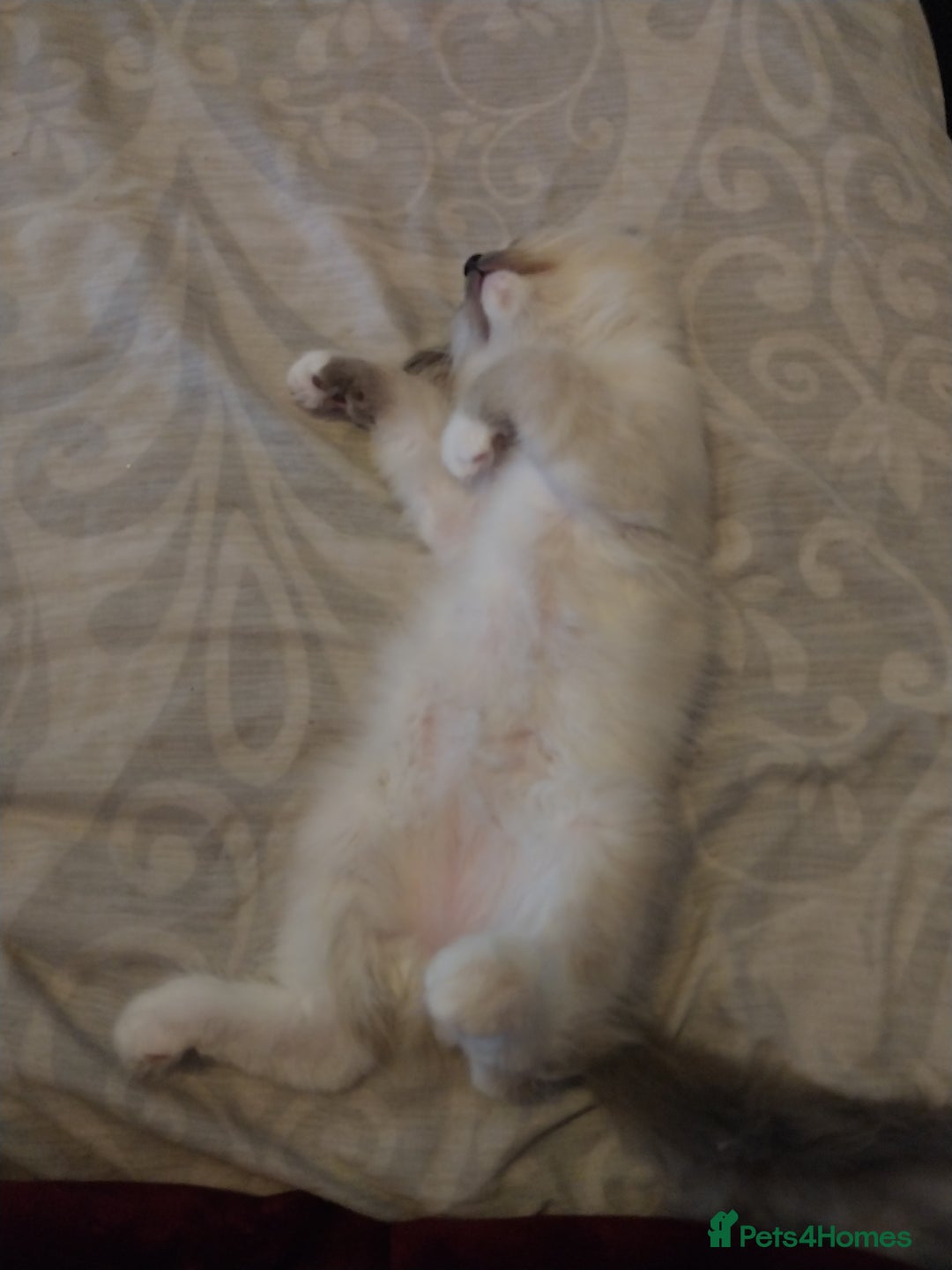 Ragdoll cats for sale: Male bluepoint ragdoll  - Image 4