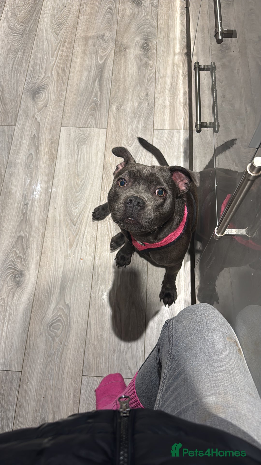 Staffordshire Bull Terrier dogs for sale: Gorgeous KC PURE BLUE GIRL - Advert 3