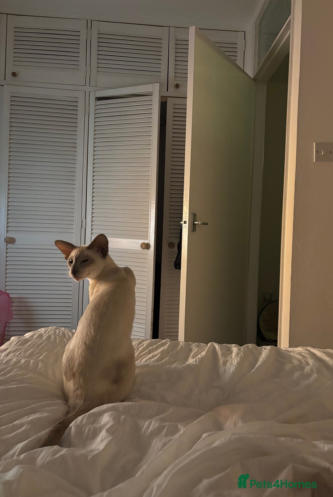 Oriental cats for sale: Beautiful Purebred Lilac Point Oriental Shorthair  - Advert 4