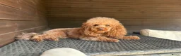 Toy Poodle dogs for stud: Kc health tested red toy poodle  - Advert 8