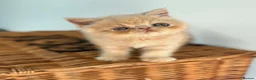 Exotic cats for sale: Stunning exotic kittens high quality m - Advert 29