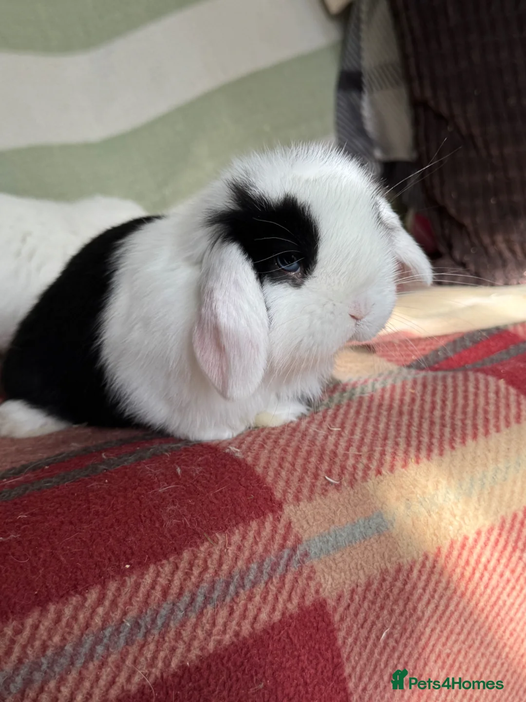 Mini Lop rabbits for sale: Gorgeous pure Mini lop babies in Llandysul - Advert 16