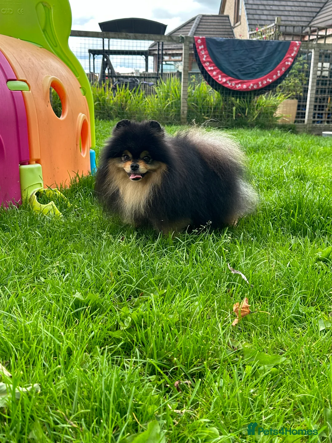 Pomeranian dogs for stud: Black and Tan super coat boy for stud in Lanark - Advert 12