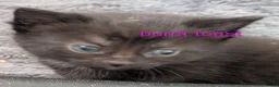 Mixed Breed cats for sale: Kittens  - Advert 14