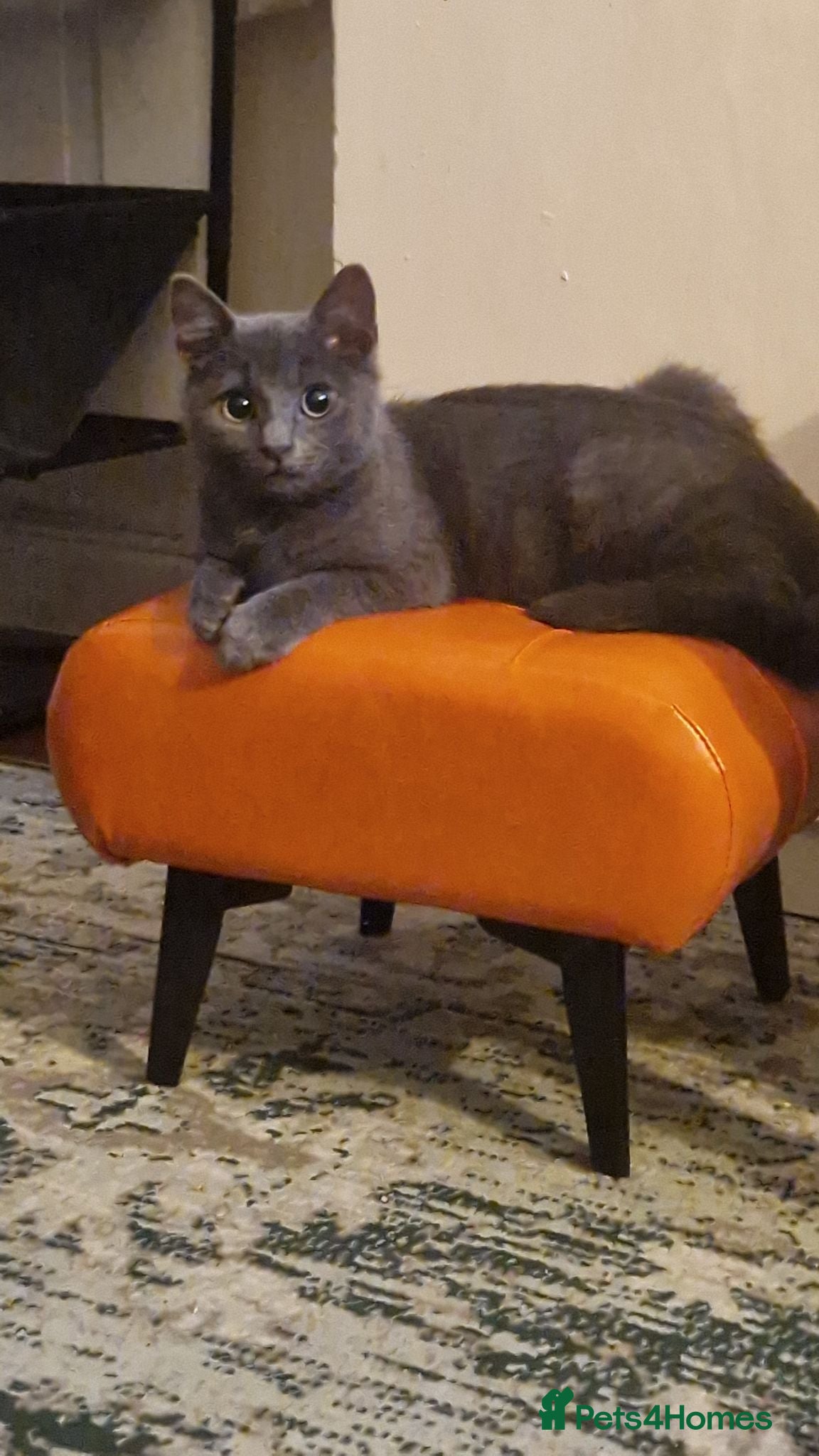 Mixed Breed cats  da silva grey tom - Advert 2