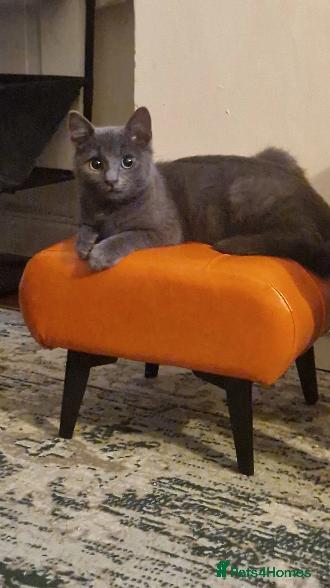 Mixed Breed cats for sale:  da silva grey tom in Smethwick - Advert 1