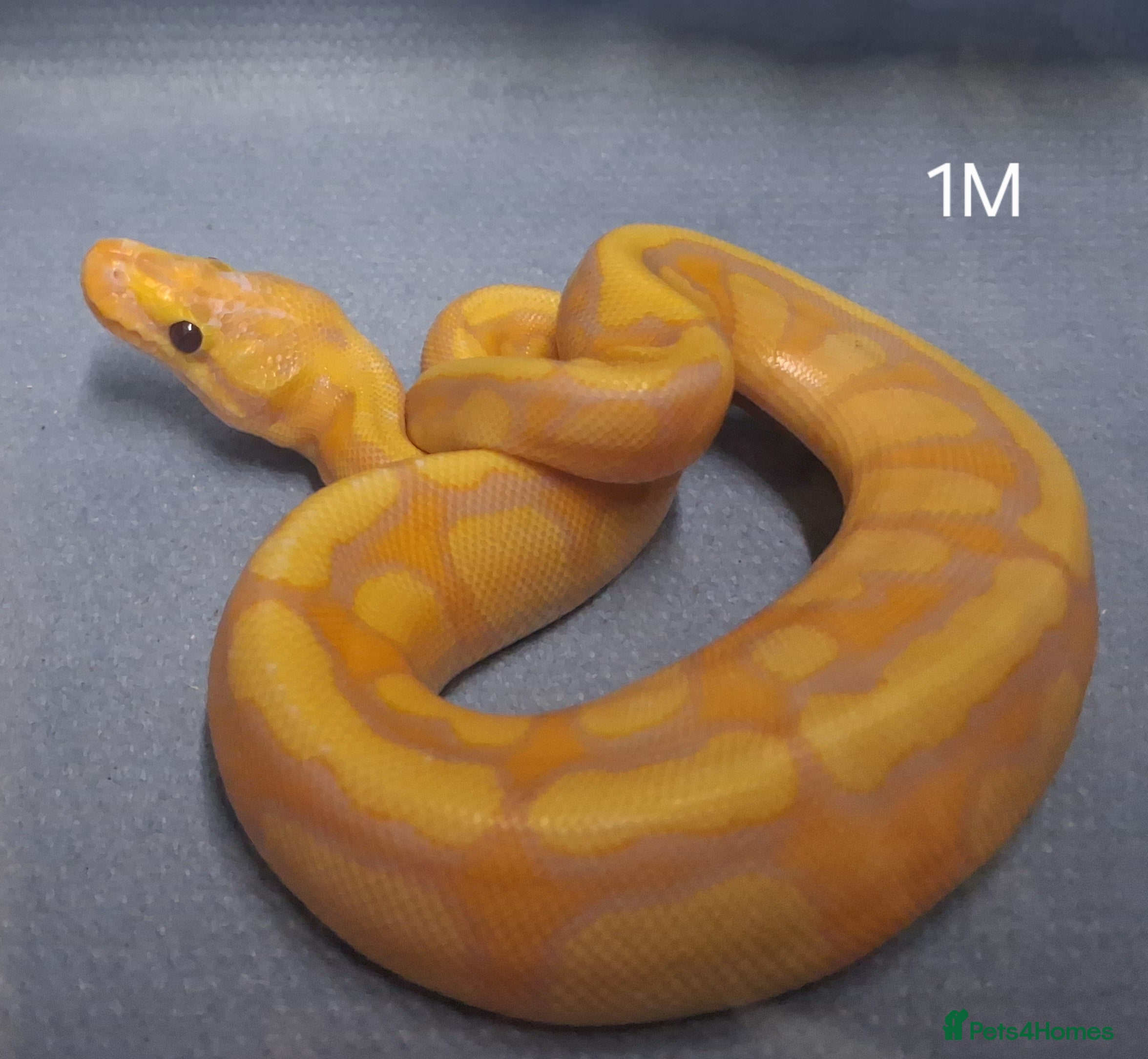 Python Snake reptiles Hatchling Royal Python's Male  - Advert 1