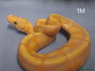 Python Snake reptiles Hatchling Royal Python's Male - Advert 1